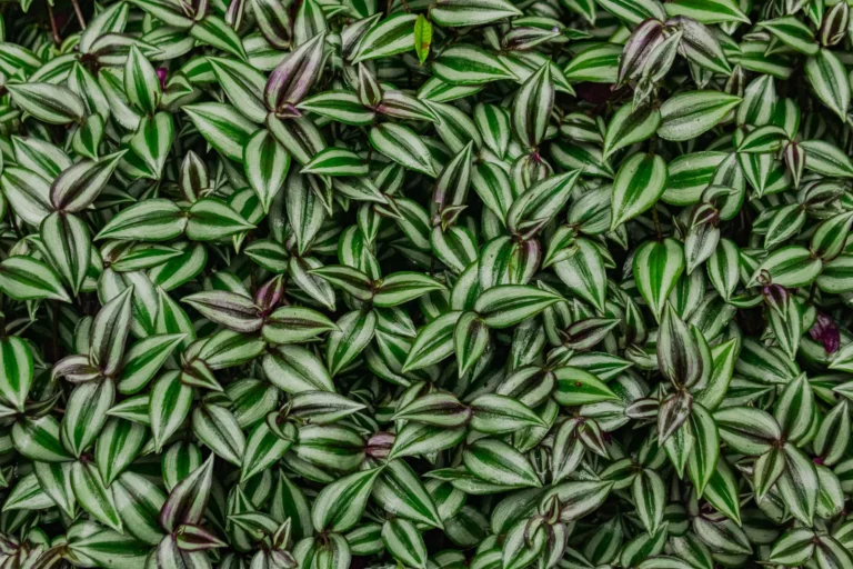 Detailed view of vibrant green Wandering Jew (Tradescantia zebrina) leaves showcasing striped patterns.