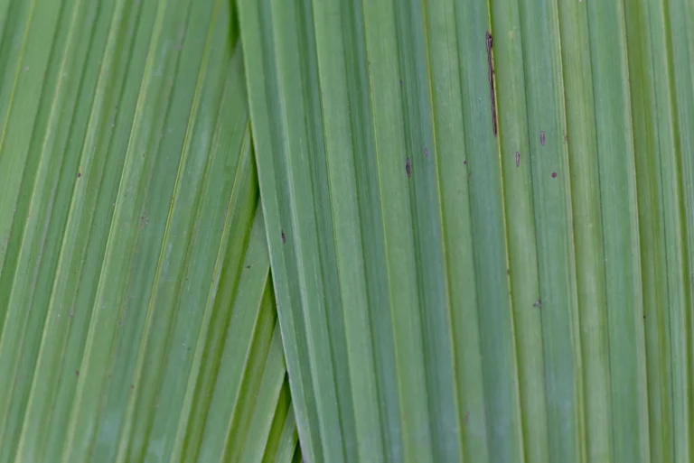 Close-up texture of green palm leaves showcasing natural linear patterns.