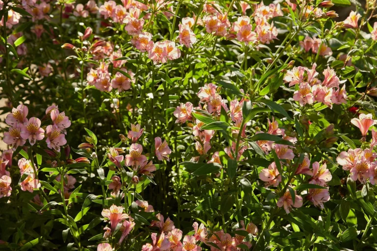 A lush summer garden featuring vibrant pink Alstroemeria blooms in full sunlight, creating an inviting natural scene.