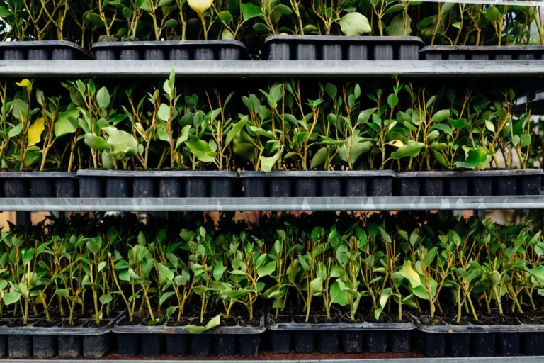 Vibrant green saplings growing in stacked plastic nursery trays ready for planting.