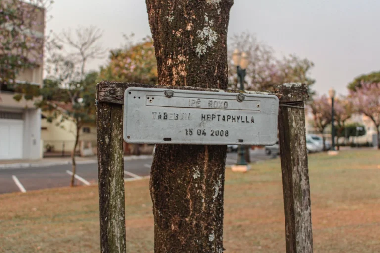 Metal plaque on tree identifying Tabebuia Heptaphylla in urban setting.