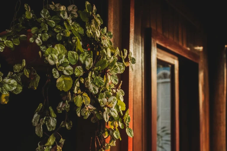 Hanging plant bathed in warm sunlight inside a cozy wooden interior.