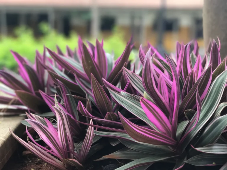Close-up of purple oyster plant leaves with sharp focus on vibrant hues, emphasizing their natural beauty.