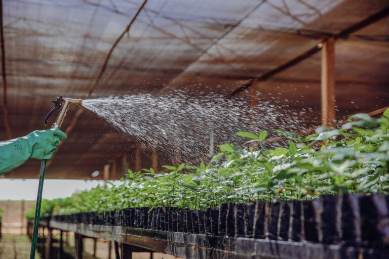 A lush array of young plants receiving water in a greenhouse in Brazil, symbolizing growth and sustainability.