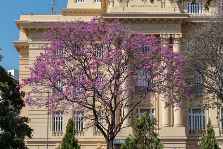 Beautiful historic building with pink blossom tree in Belo Horizonte, Brazil.