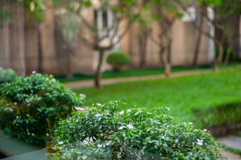 A peaceful garden scene with lush greenery and white blossoms outdoors in daylight.