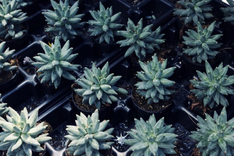 Vibrant green succulents in pots, showcasing natural symmetry and texture.