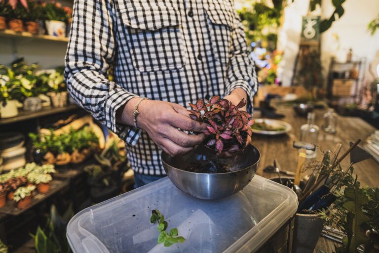 A florist working with vibrant Fittonia plants in a Parisian shop, highlighting urban gardening.