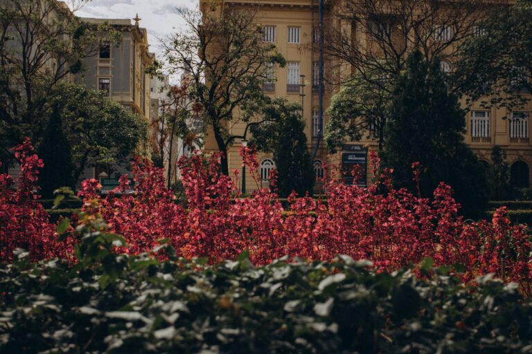 Vibrant pink flowers in an urban garden surrounded by historic architecture.