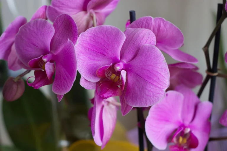 Exquisite Doritaenopsis orchids displaying vibrant pink petals in natural light.