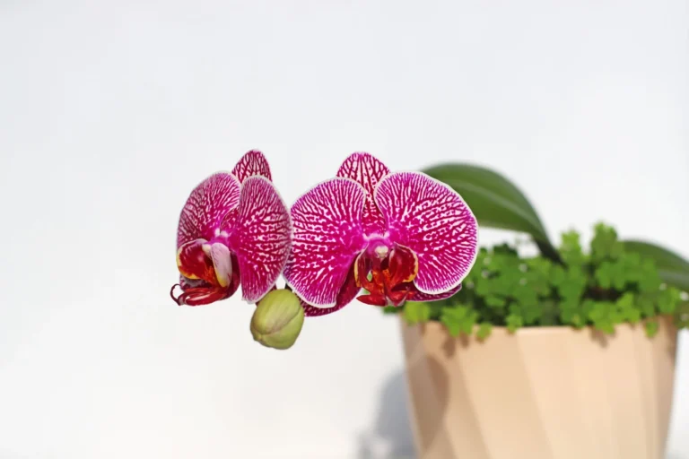 Close-up of vibrant pink orchid flowers in a pot with greenery.