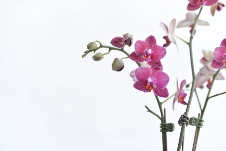 Beautiful pink orchids with detailed petals on a minimalistic white background.
