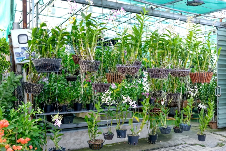 Beautiful greenhouse display of hanging orchids and diverse plants in pots, perfect for botanical decor.