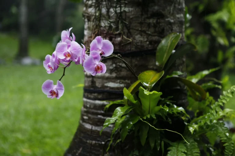 Beautiful purple moth orchids blooming on a tree trunk in a lush tropical garden.