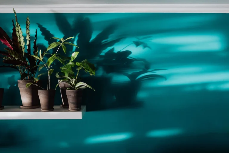 Indoor plants on a shelf casting artistic shadows on a teal wall in natural light ambiance.