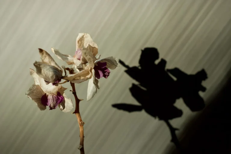 A close-up of a dried orchid flower casting a dramatic shadow on the wall.