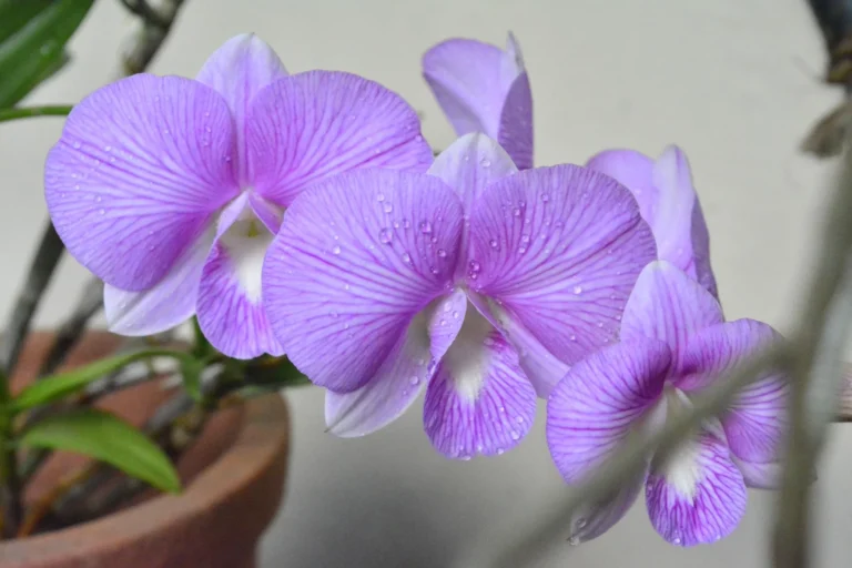 A stunning close-up of purple orchids adorned with dewdrops, showcasing their vibrant petals.