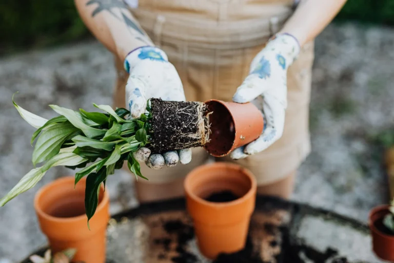 Hands with gloves transplanting a potted green plant, showcasing gardening skills.