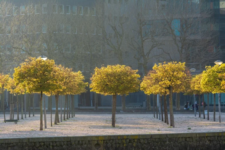 A row of sunlit trees in an urban park creates a serene and autumnal urban landscape.