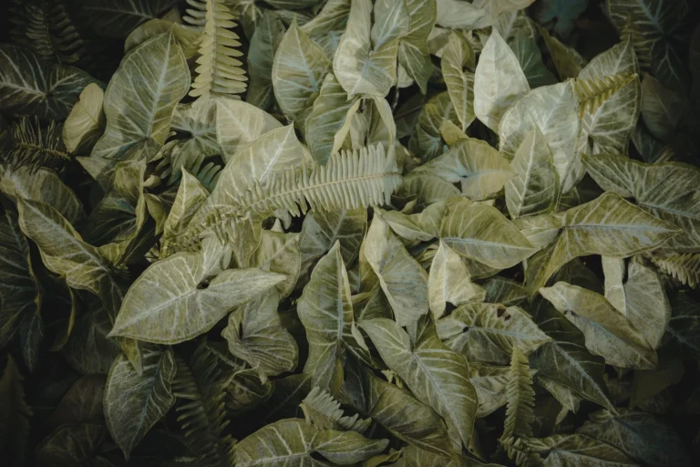 Aerial view of dense, vibrant green leaves creating a textured and natural pattern.