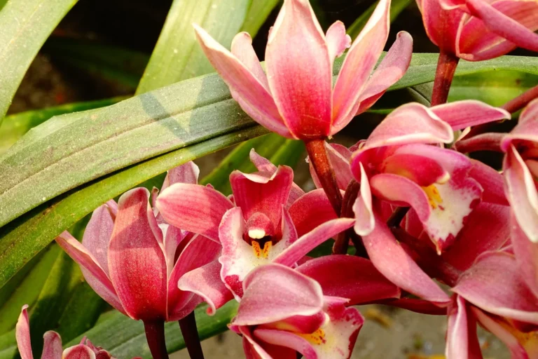 Close-up of vibrant pink orchids with lush green leaves in natural sunlight.