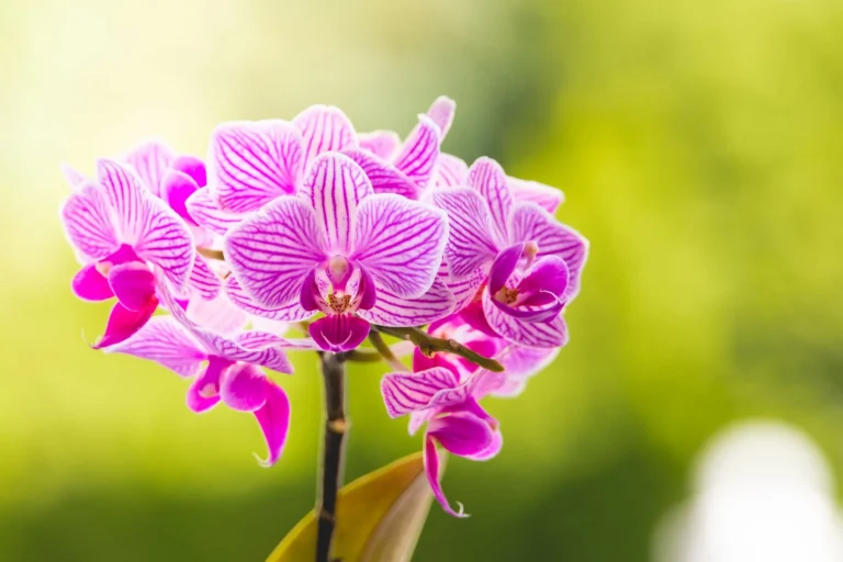 Close-up view of vibrant purple orchids blooming against a lush green background.