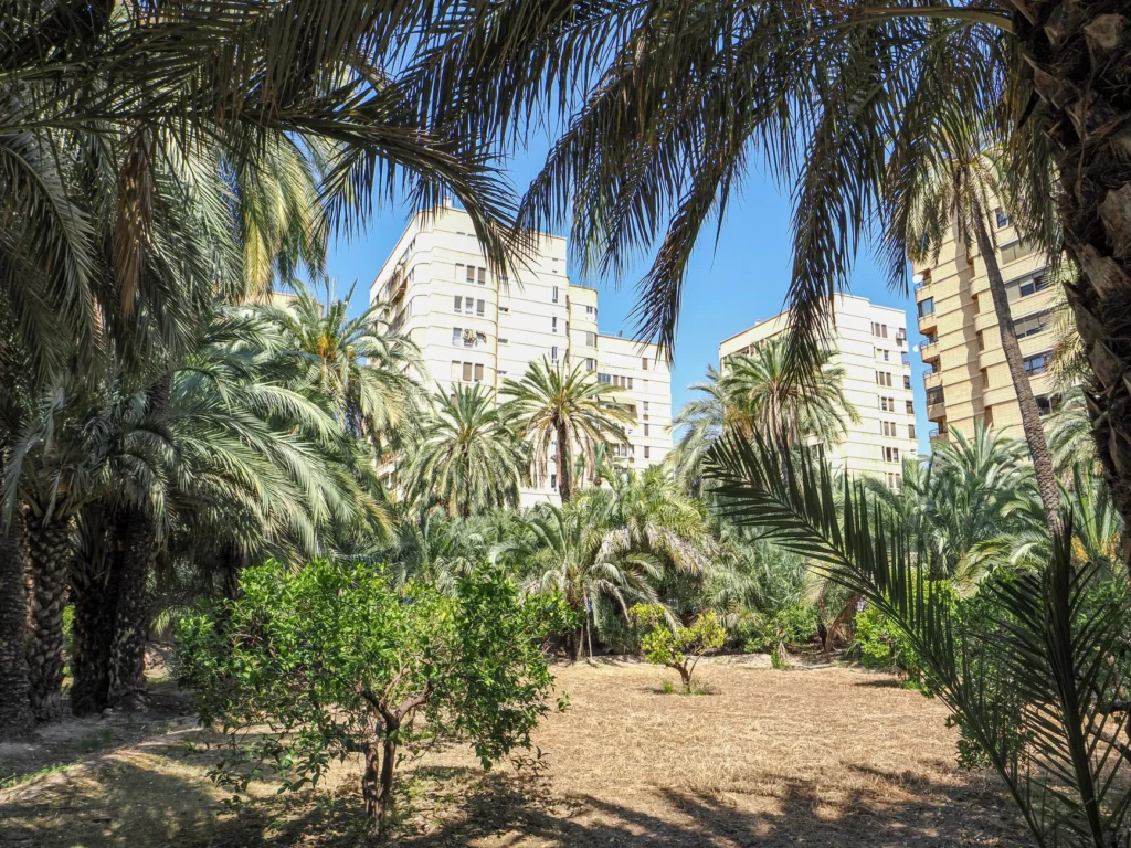 Lush palm trees in a city environment against a backdrop of modern buildings under a clear blue sky.