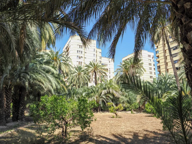 Lush palm trees in a city environment against a backdrop of modern buildings under a clear blue sky.