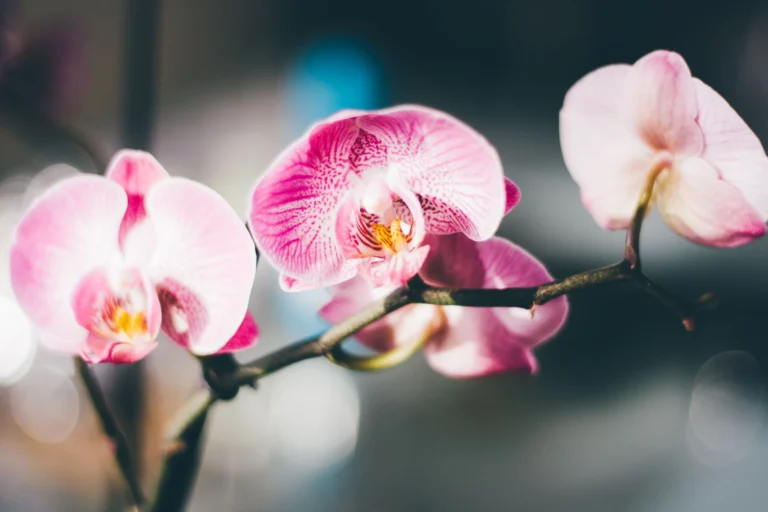 Vibrant pink moth orchids captured in stunning macro detail, showcasing natural beauty.