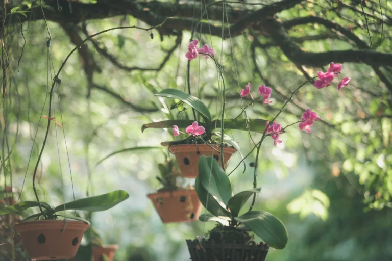 Pink orchids in hanging pots under a tree, capturing the serene beauty of nature.