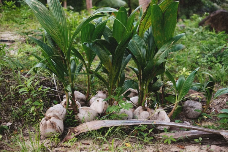 Fresh coconut seedlings grow on a forest floor, showcasing lush green leaves amidst natural surroundings.