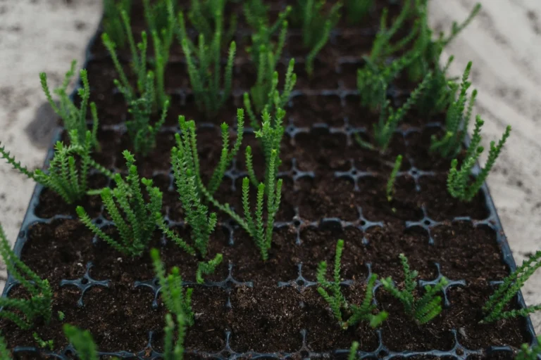 Top view of young Crassula seedlings in a tray, showcasing vibrant green growth against the dark soil.