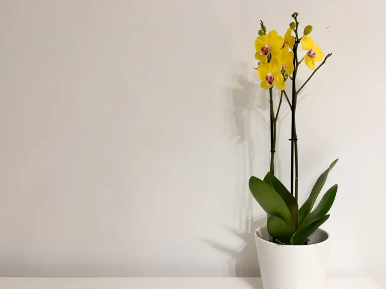 A striking yellow orchid in a white pot against a plain background, perfect for minimalist decor.