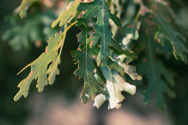 Detailed image of oak leaves in natural lighting during daytime, showcasing texture and color.