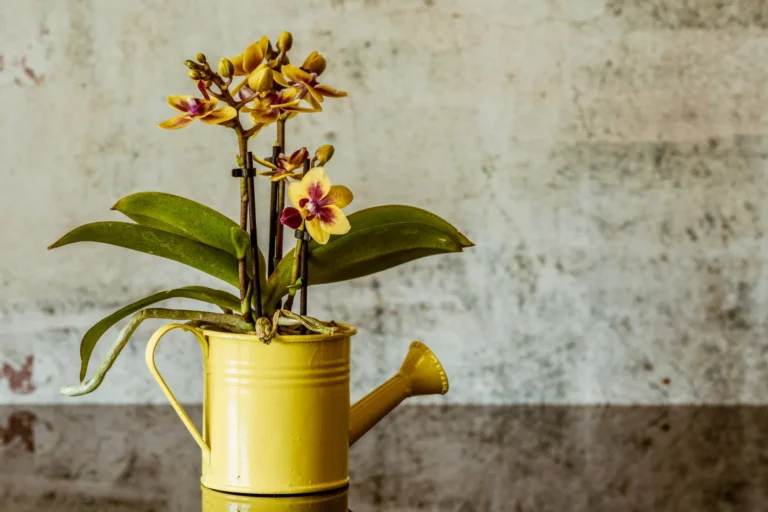 Bright yellow orchid blooms elegantly arranged in a yellow watering can against a textured background.