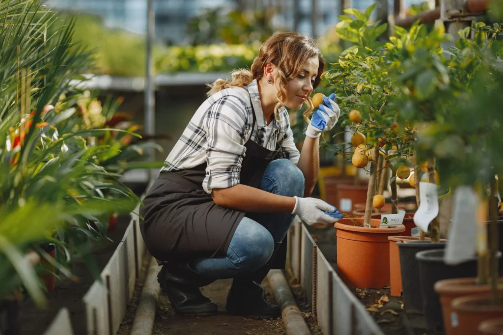 A woman gardener smells citrus fruits in a greenhouse, showcasing horticultural care.