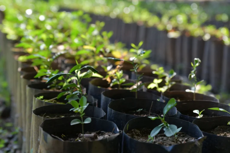 Young seedlings growing in bags in an outdoor plant nursery.