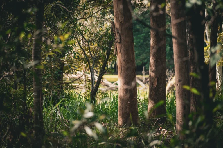 A tranquil forest scene in Brisbane with sunlight filtering through trees.