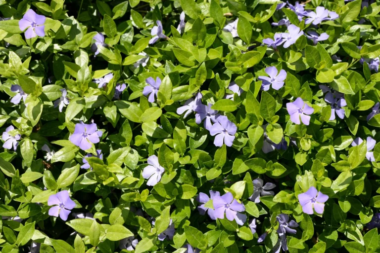 Close-up of blooming periwinkle flowers with vibrant green leaves outdoors.