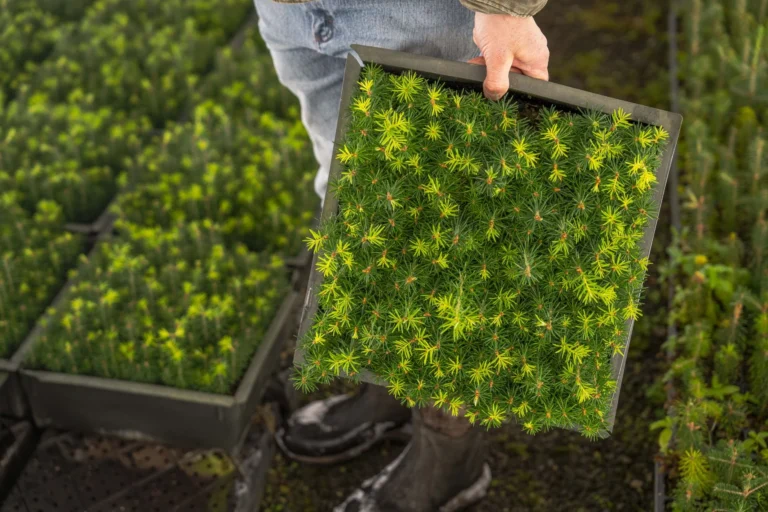 Close-up of a person holding a tray filled with young pine seedlings in a nursery.