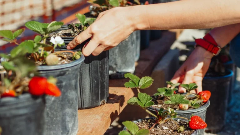 Close-up of a person tending to potted strawberry plants in natural sunlight.
