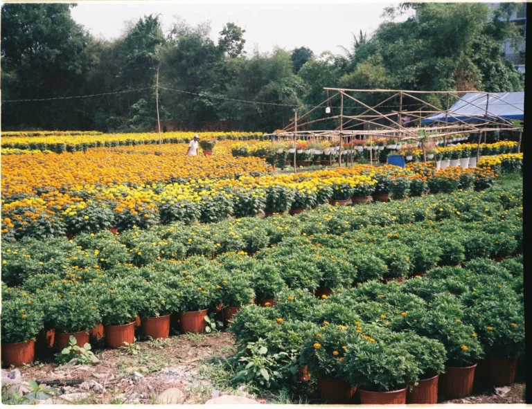 Colorful potted chrysanthemums in a nursery, showcasing vibrant growth and variety.