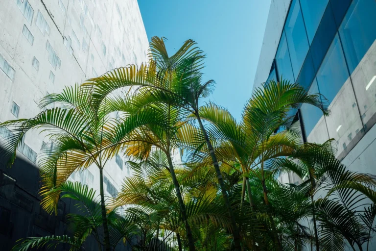 Lush palm trees amidst modern buildings under a clear blue sky in Santa Cruz de Tenerife, Spain.