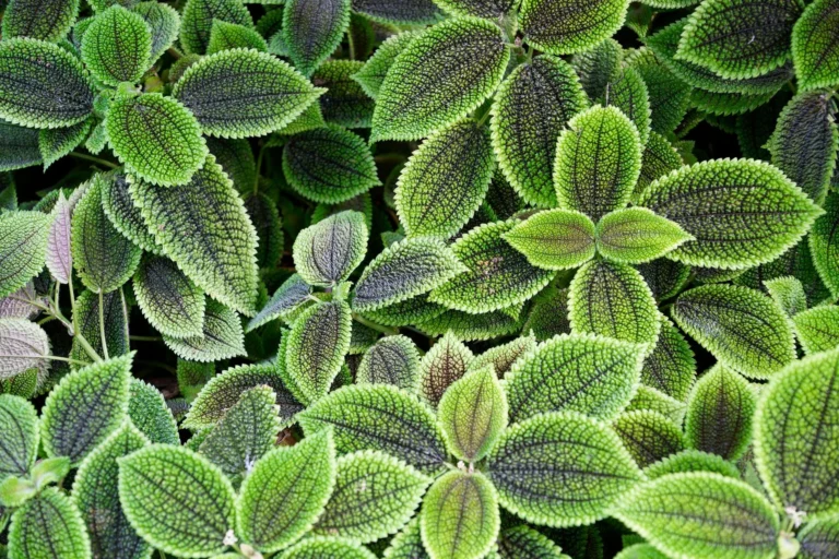 Vibrant close-up view of textured Pilea leaves, ideal for nature or botanical themes.