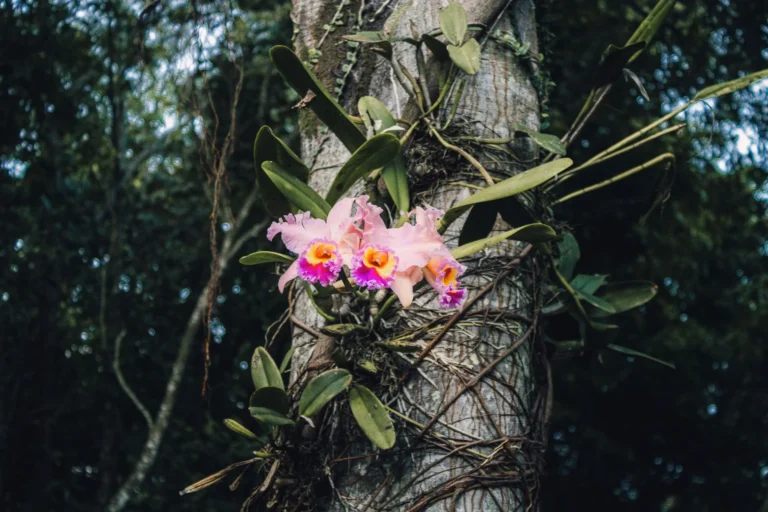 Beautiful pink orchids blooming on a tree within a lush forest setting.