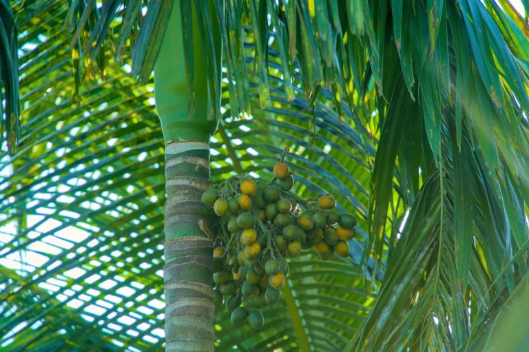 Close-up of areca palm with ripe betel nuts in lush tropical setting, Chittagong, Bangladesh.