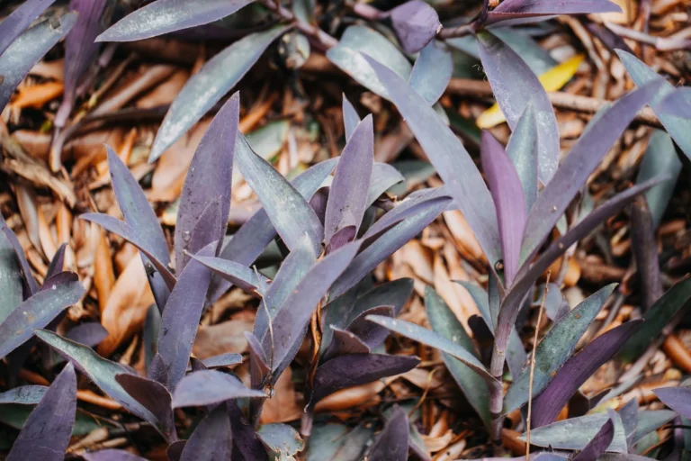 Close-up of vivid purple Tradescantia spathacea leaves scattered on a natural forest floor background.