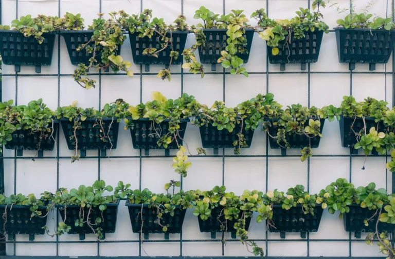 A vibrant vertical garden with green plants in rows of black containers on a white wall.