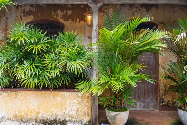 A charming rustic entrance featuring vibrant potted palm plants set against a weathered wall.
