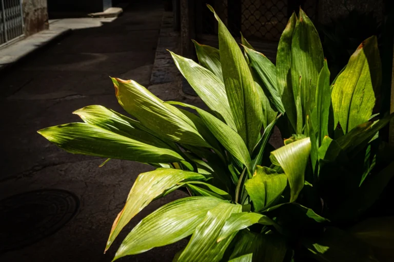 Sunlit green aspidistra plant in urban alleyway highlighting vibrant foliage.